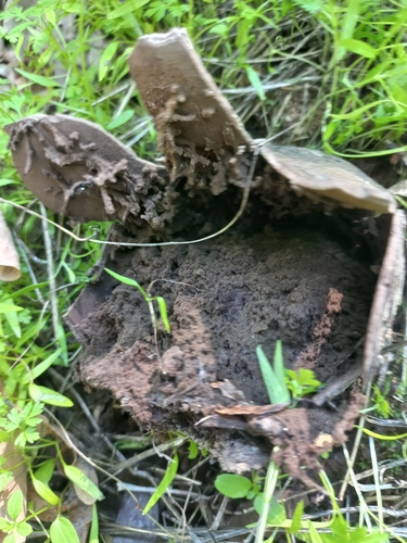 Mycenastrum corium observed 2026-09-27