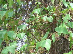 Vitis peninsularis