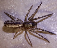 Segestria senoculata