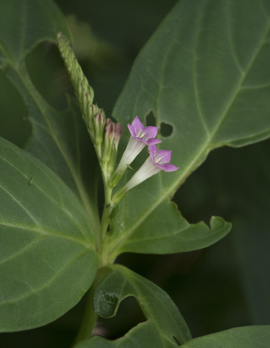 Spigelia hamellioides, 2026-09-02