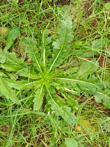 moth mullein