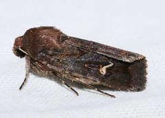 Proteuxoa bistrigula