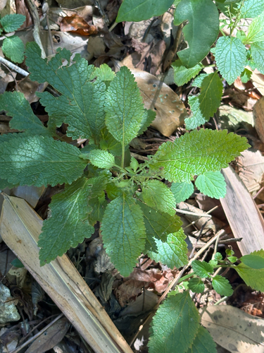 Teucrium viscidum observed 2026-09-28