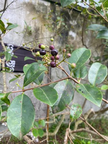 South Indian plum