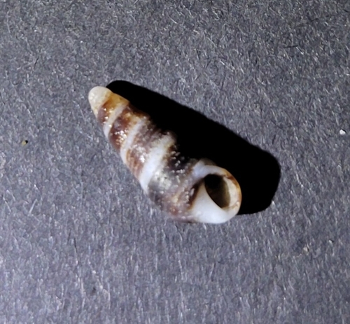 Cerithiidae observed 2026-09-27