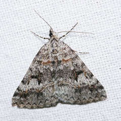 Dichromodes longidens