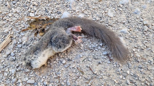 European Fat Dormouse