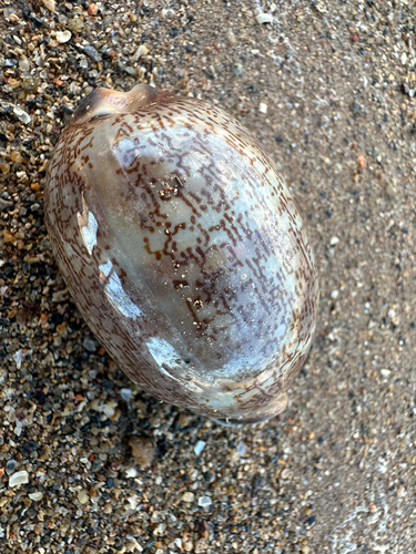 Cypraea eglantina observed 2026-09-28