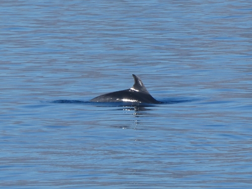 Common Bottlenose Dolphin