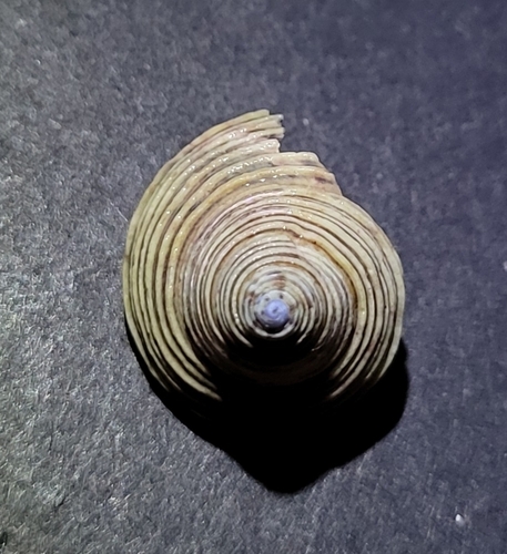 Calliostoma canaliculatum, 2026-09-27