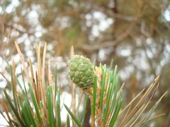 Pinus cembroides lagunae