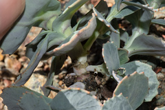 Streptanthus brachiatus