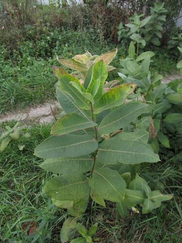 Наблюдение на iNaturalist