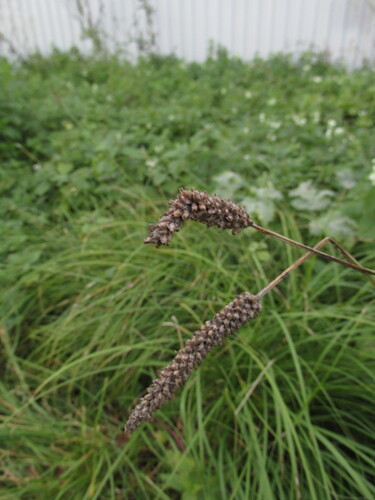 Наблюдение на iNaturalist