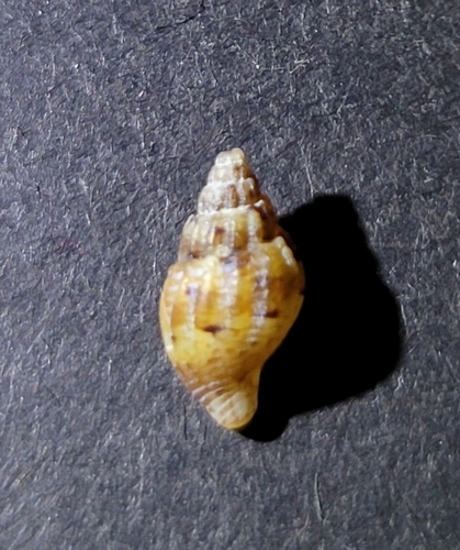 Amphissa columbiana, 2026-09-27