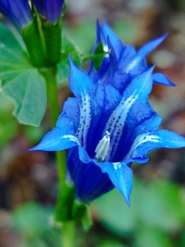 willow gentian