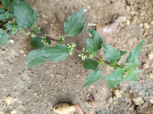 pellitory-of-the-wall