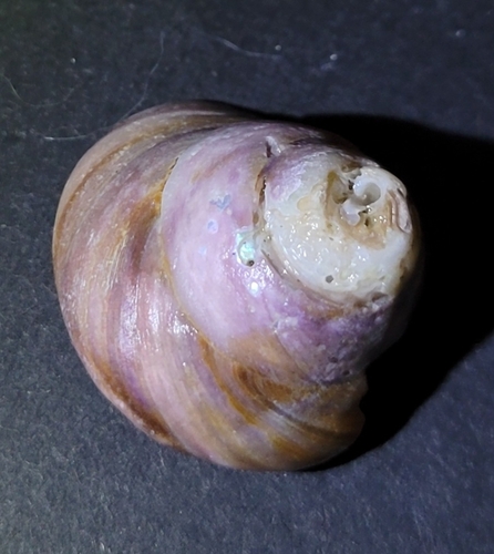 Tegula pulligo observed 2026-09-27