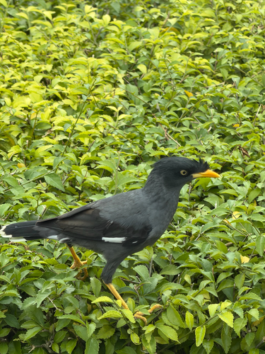 Javan Myna