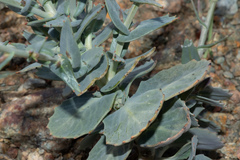 Streptanthus brachiatus