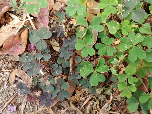 Creeping Woodsorrel