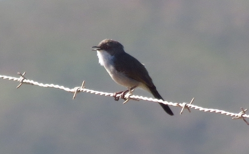iNaturalist image
