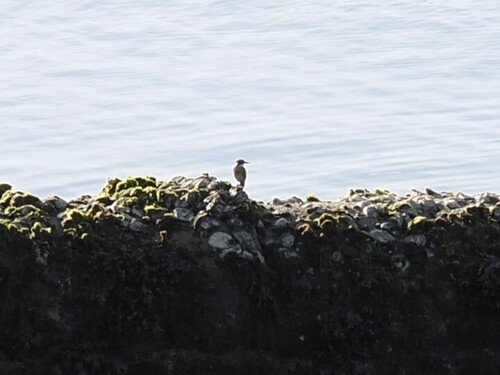 Common Kingfisher