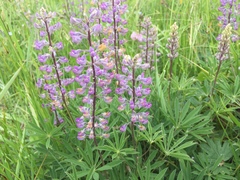 Lupinus oreganus