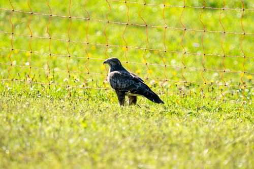 Common Buzzard