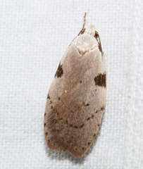 Zonopetala quadripustulella