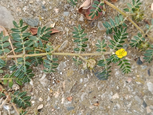 puncture vine