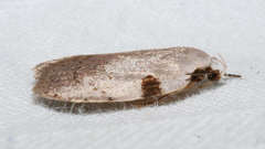 Zonopetala quadripustulella