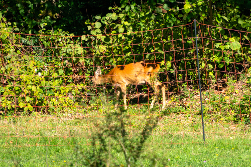 Western Roe Deer