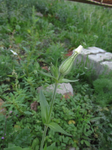 Наблюдение на iNaturalist