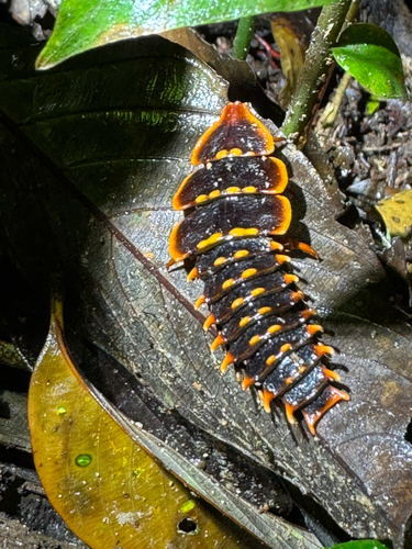 Platerodrilus svetae