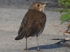 Grey-Cheeked Thrush photo 6