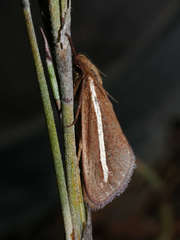 Fraus pteromela