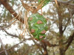 Pinus cembroides lagunae
