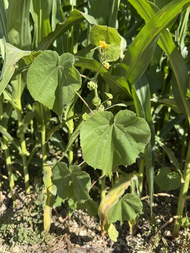 velvetleaf