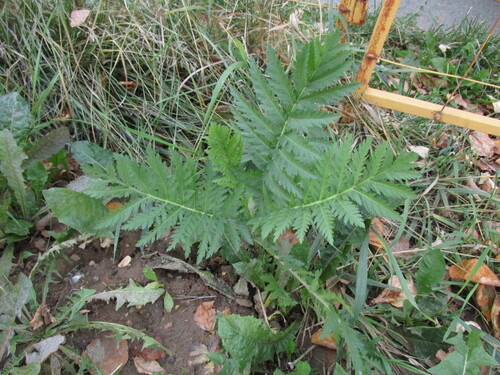 Наблюдение на iNaturalist