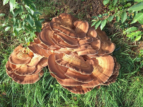 Giant Polypore