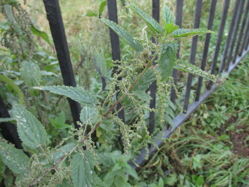 Наблюдение на iNaturalist