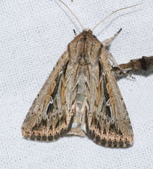 Persectania dyscrita