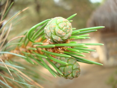 Pinus cembroides lagunae