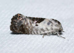 Eupselia carpocapsella