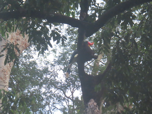 Rhinoceros Hornbill