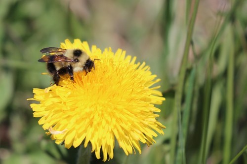 Photo of Sanderson's Bumble Bee (Bombus sandersoni)
