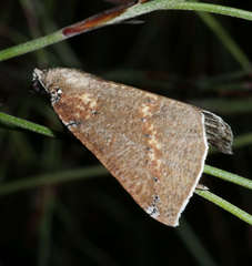 Cassythaphaga macarta