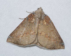 Cassythaphaga macarta