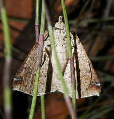 Cassythaphaga macarta